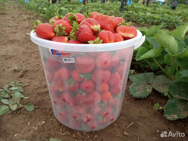 Рассада клубники