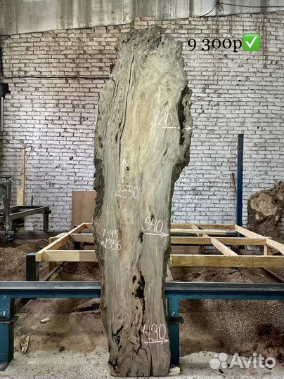 Слэб Мореный тополь, эксклюзив