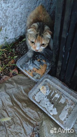 Шотландская вислоухая кошка