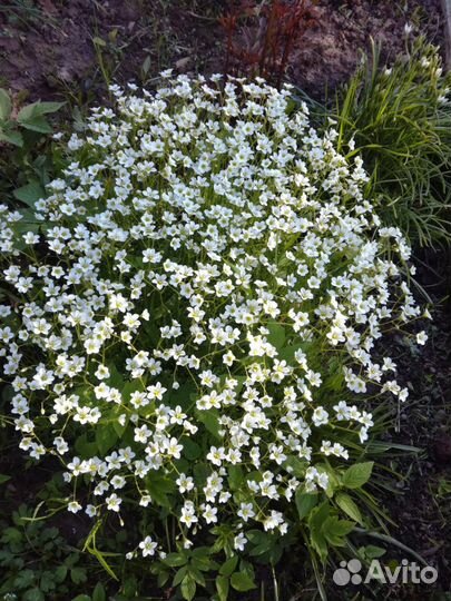 Цветы, многолетники