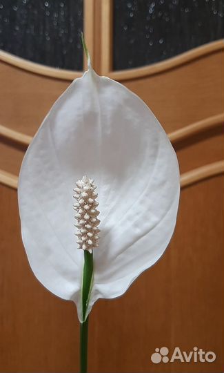 Спатифиллум