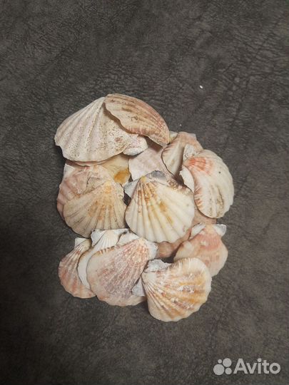 Морские ракушки