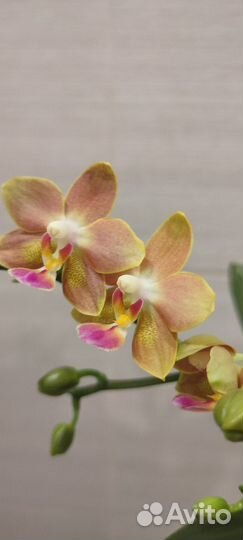 Орхидея фаленопсис парфюмерная фабрика