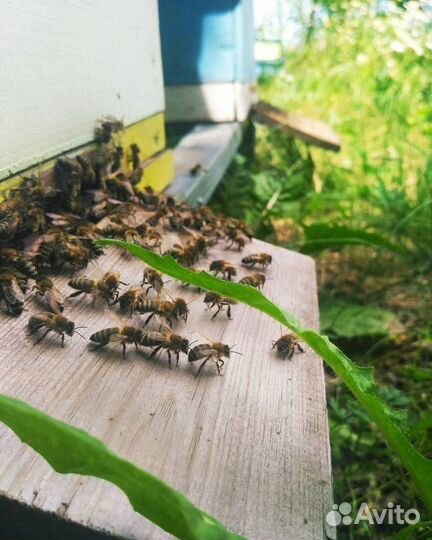 Пчелосемьи с ульями