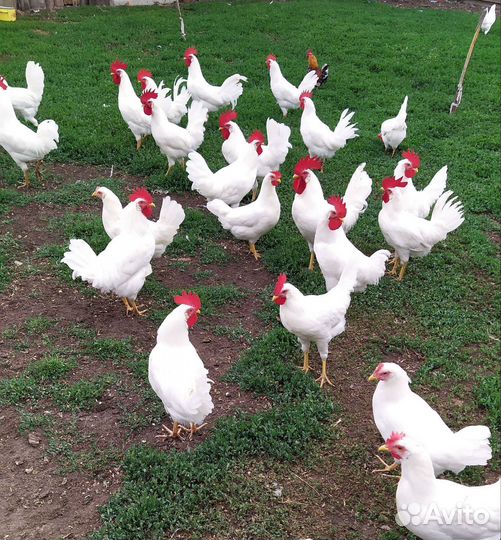 Инкубационное яйцо кур леггорн