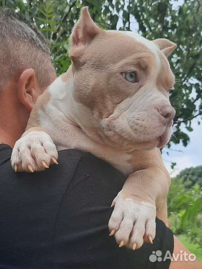 Американский булли щенки мерль
