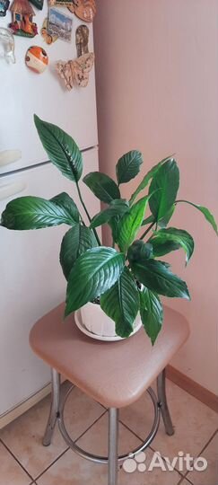 Спатифиллум