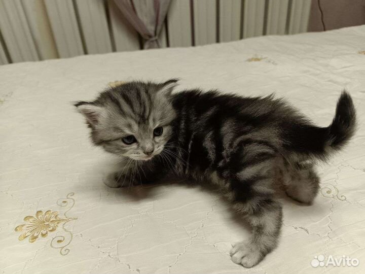 Котенок дымчатого окраса(девочка)