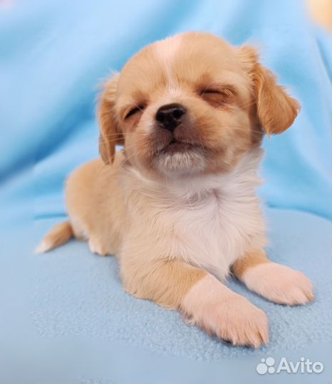 Рыжая красотка чихуахуа