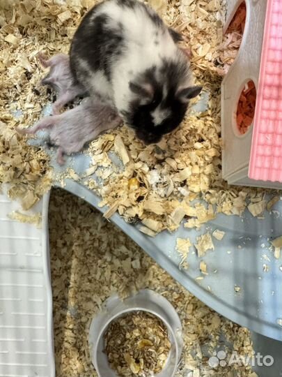 Сирийский хомяк