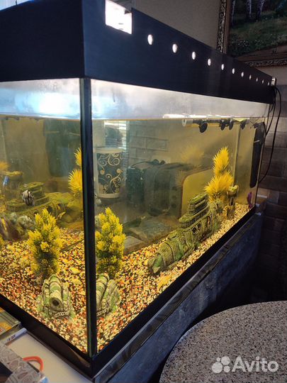 Аквариум с рыбками 140л