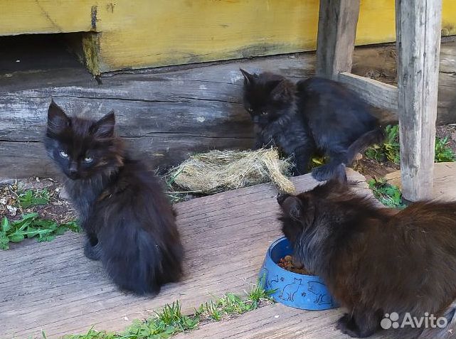 Сибирские котята-девочки в дар хорошим людям