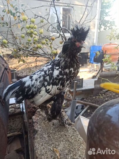 Петух павловское серебро