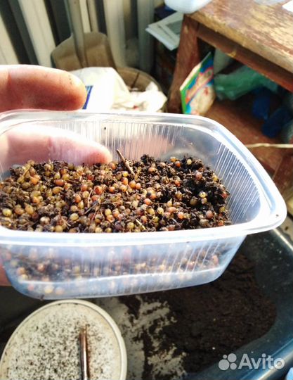 Червь «Красный маньчжурец» для компоста и рыбалки