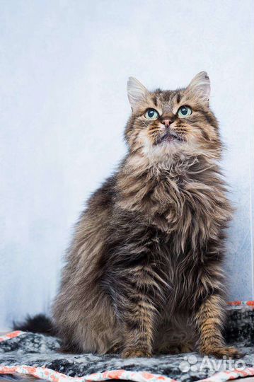 Кошка сибирская, ласковая в приюте