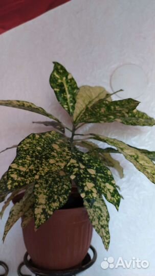 Кротоны сортовые