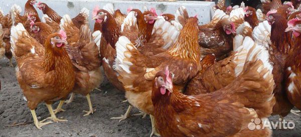 Породная курица: цыплята, инкубационное яйцо