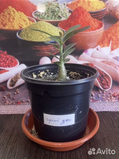 Адениум малыши