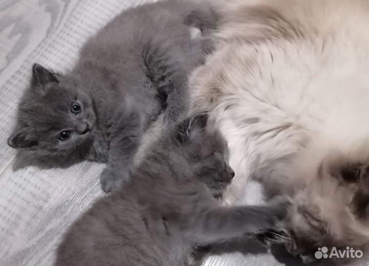 Котята от невской маскаоадной