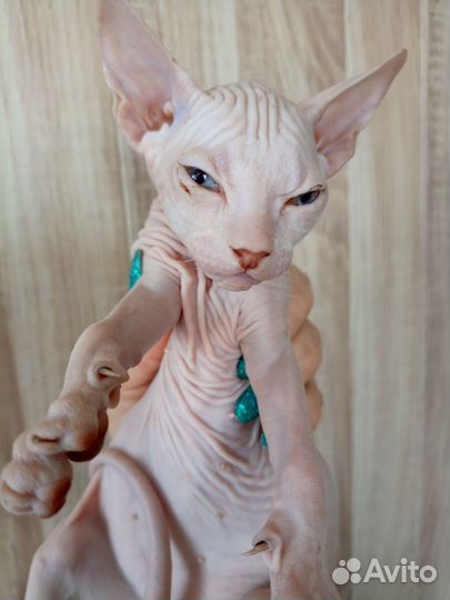 Донской сфинкс котята