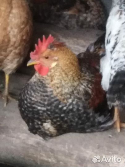 Молодые петухи