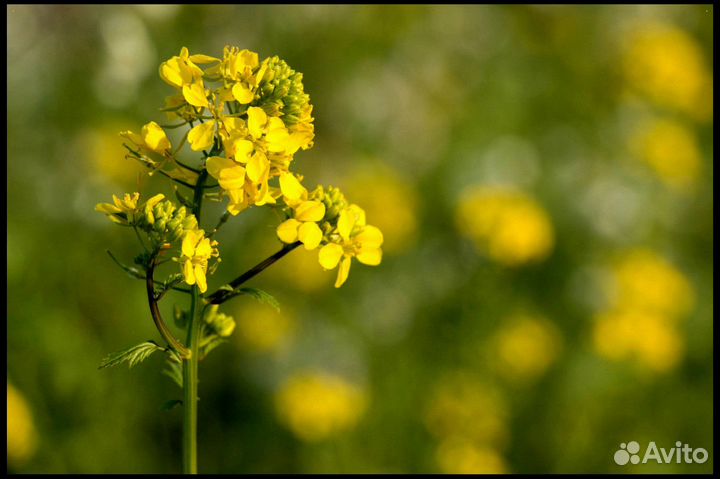 Семена Горчицы Желтой (Сарептской) опт