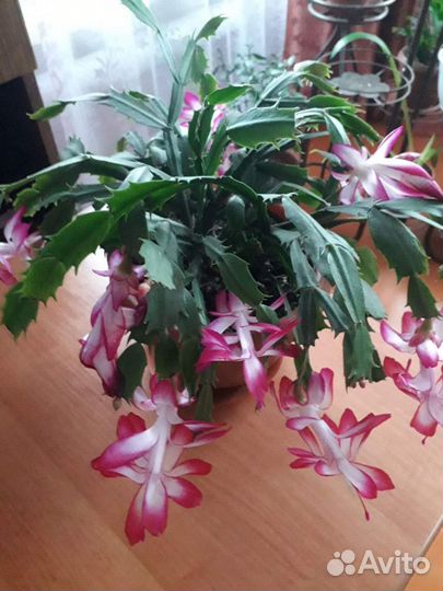 Сортовые декабристы