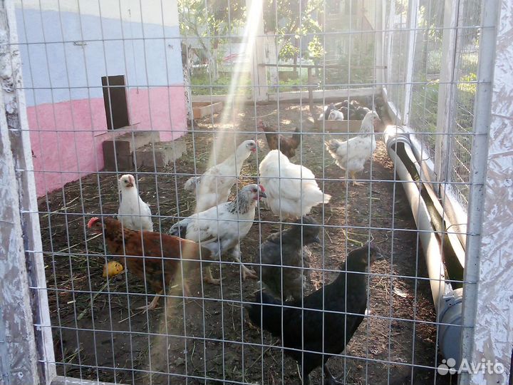 Молодые петухи