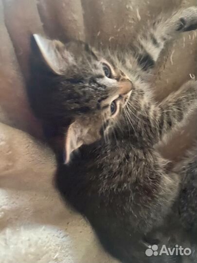 Котята