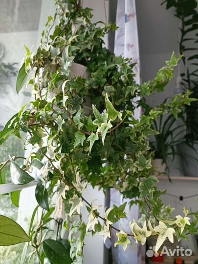 Плющ хедера вариегатный