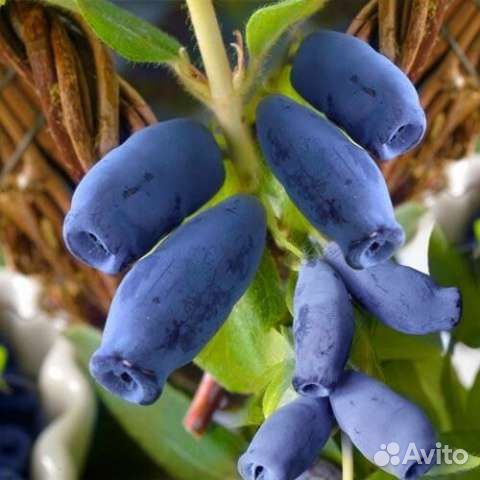 Жимолость кустики с зкс