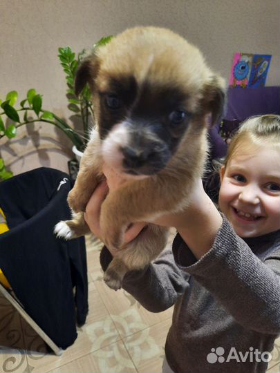 Щенки в добрые руки