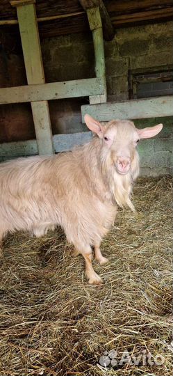 Козел зааненский