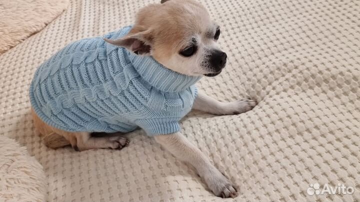Вязаная кофта для собаки мелких пород