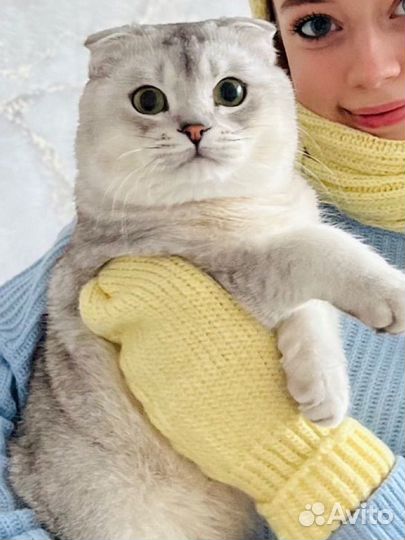 Кот для вязки