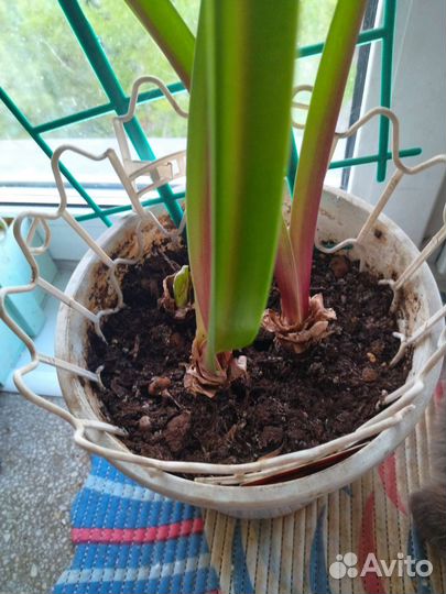 Гипераструм 3 луковицы