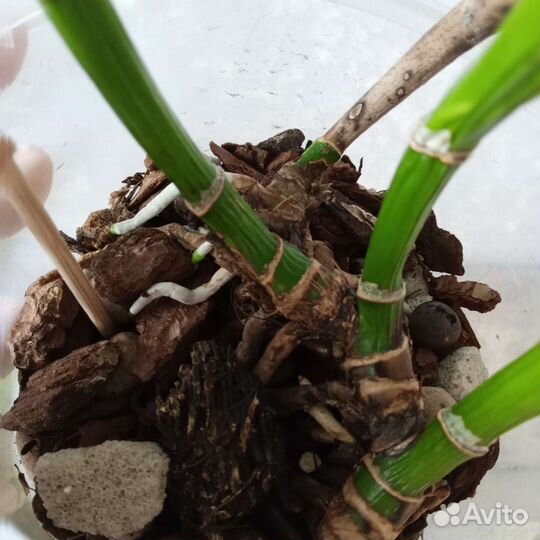 Каттлея Чиа Лин (Chia Lin 