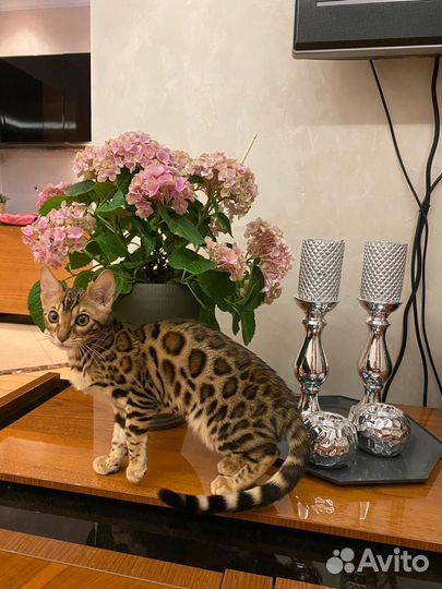 Самые ручные бенгальские котята