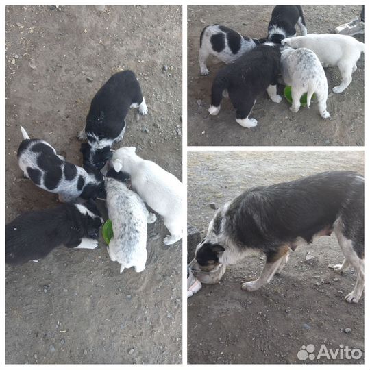 Собака в добрые руки щенок