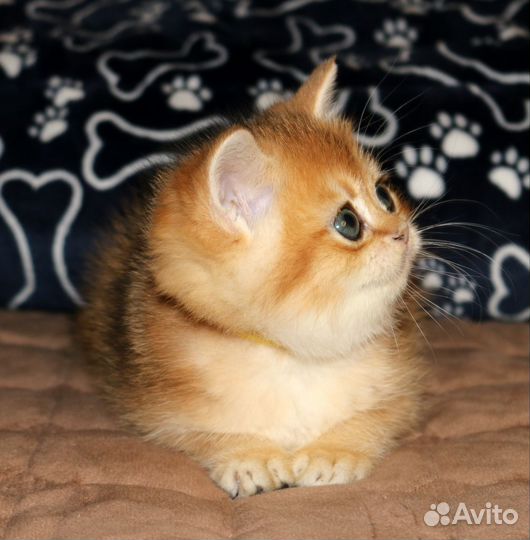 Мальчик золотая британская шиншилла