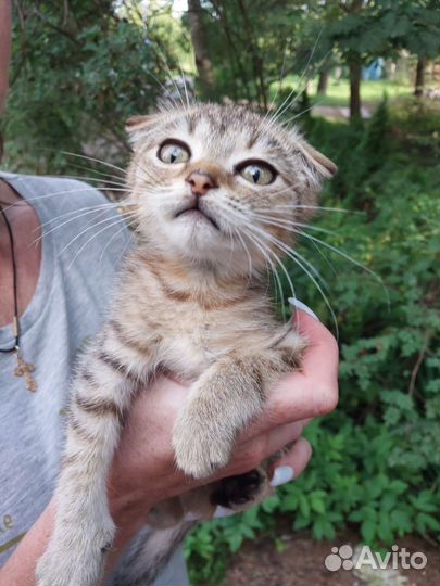 Вислоухая девочка котенок 2 месяца