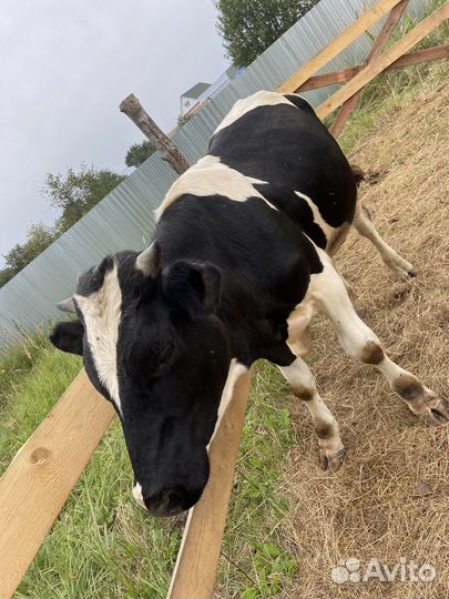 Бычек и телка