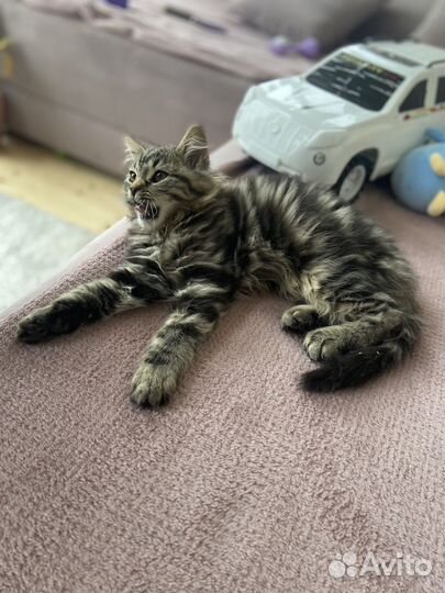 Шотланский котенок