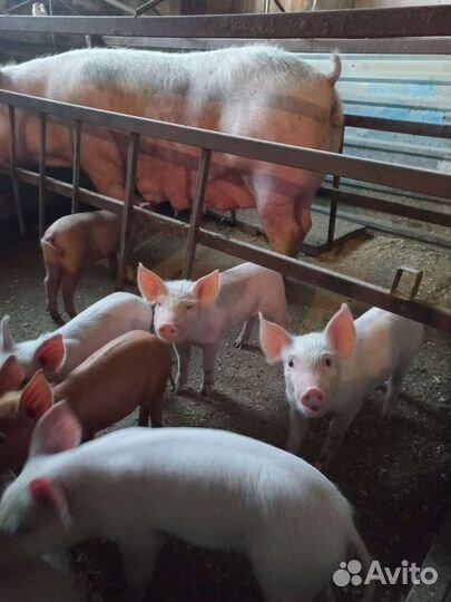 Поросенок ландрас дюрок