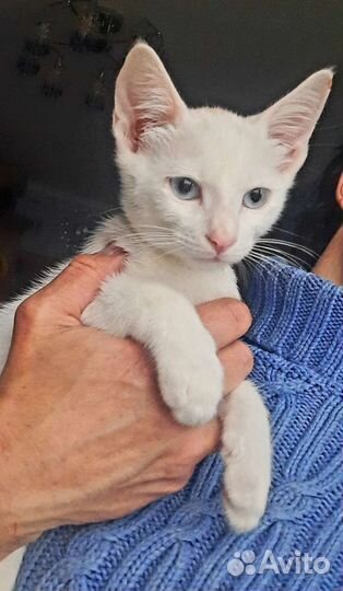 Котята ищут дом