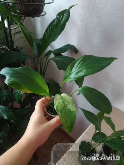 Спатифиллум City of Angel (Город ангелов)