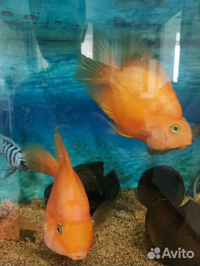 Цихлида попугай