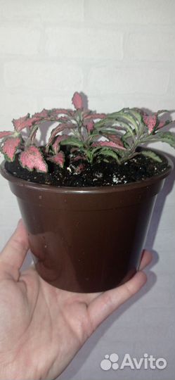 Фиттония красная в горшке 0.75 л