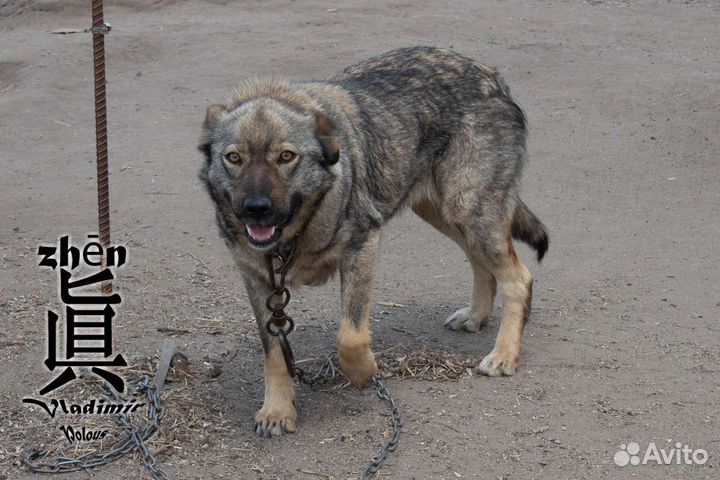 Пупся ищет семью