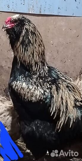 Цыплята, гергебильские, лакендази